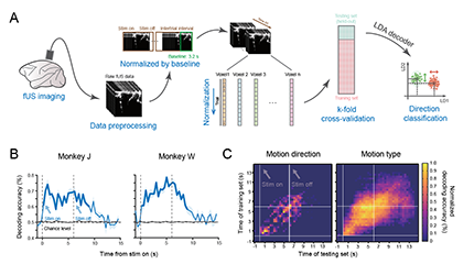 顾勇组研究功能超声成像揭示非人灵长类大脑对真实自身运动的编解码机制